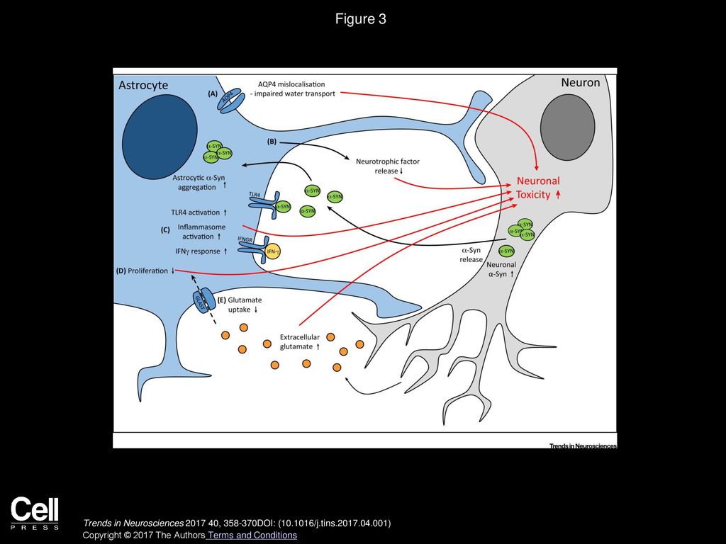 The Role Of Astrocyte Dysfunction In Parkinsons Disease Pathogenesis